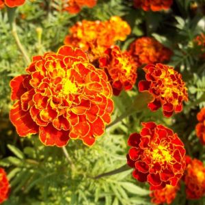 10 BUTIR BIJI/BENIH BUNGA MARIGOLD FRENCH MIXED