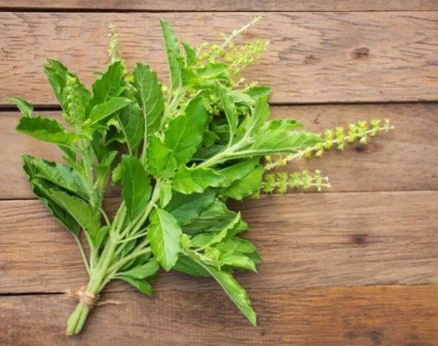 เมล็ดพันธุ์ กะเพรา ขาว Holy Basil ปลูกง่าย