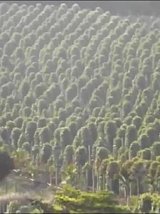 Barbecue and Steak Seasoning Black Pepper 500g
