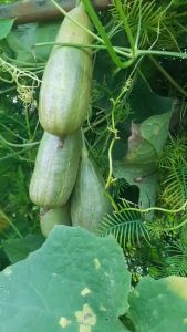 เมล็ดบวบพวง 30 เมล็ด บวบโบราณ บวบหายาก เมล็ดผักสวนครัว ปลูกต่อได้