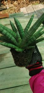 บอลเซล งาช้างแคระ ไม้ฟอกอากาศ (1ชุด 3 ต้น)