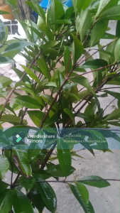 Cây cherry brazil (cây lâu năm )