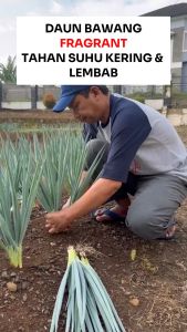 Benih Daun Bawang FRAGRANT 10 gram Known You Seed