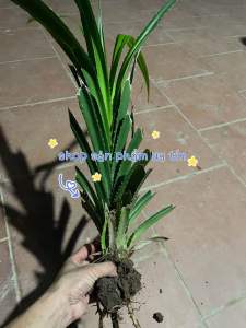 dứa rừng giống ( cây to bao sống)