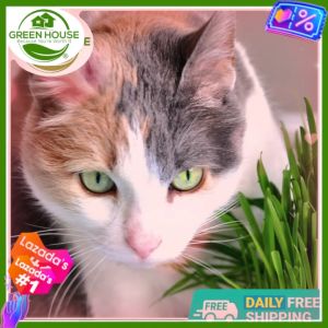 Green House® - CATGRASS Seeds Mix of Wheat Barley and Oats for Planting Cat Grass 10 grams Planting Instruction