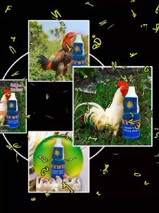 Vaksin Tetes MATA AYAM Ampuh dan Efektif Cair 15ml Untuk Semua jenis AYAM ADUAN BANGKOK
