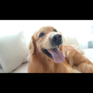 365nm  UV Torch Light / Ultra Violet Light / Portable / Hand-held Flash Light / Multi-Purpose