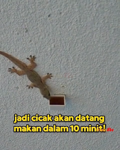 MANGZOR Gecko Gel Bait 10g Lizard Killer Trap Low Toxicity Pest Control Gel for Home Indoor Use
