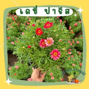 Paris Daisy (ปารีส เดซี่) สีแดง เหลือง ชมพู ดอกไม้กินได้ กระถาง 8 นิ้ว ส่งติดดอก ดอกหลายโทนสีในต้นเดียว ต้นไม้