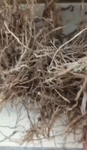 Media tanam akar bambu 200 gram | akar bambu