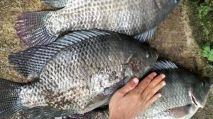 essen galak mancing ikan nila aroma walang super racikan terbaru essen paling laris dan dicari