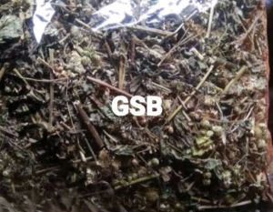 Daun bandotan kering 500 gram