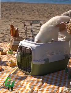 Dual Entrance Pet Carrier IATA Airline Approved Hard Case Pet Crate Cat Carrier Dog Carrier Puppy Carrier