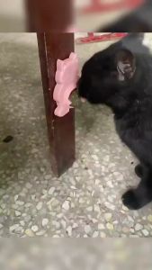 แคทนิปบอล แบบติดผนัง กลิ่นหายไม่ ของเล่นแมว แมวบอลสมุนไพร ที่มีคุณภาพ ความสนุกร่าและประสิทธิภาพ