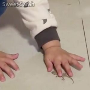 No geckos in the family Lizard dies and air-dries after eating Lizard repellent Lizard killer Gecko repellent Racun cicak Ubat cicak paling berkesan Racun cicak paling kuat 壁虎驱除剂 驱赶壁虎 壁虎毒药 杀壁虎 防壁虎药