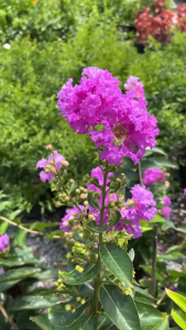 ม่วงส่าหรี ชมพูส่าหรี ไม้พุ่มสูง ดอกดก ให้ดอกงามตลอดทั้งปี Lagerstroemia Purple Velvet