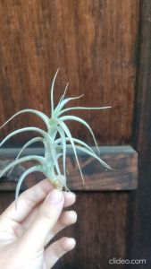 Tillandsia Albida (mature size) / Air plant / 空气凤梨 / 空气草