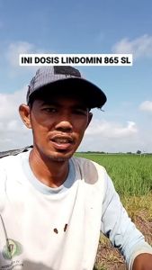 Obat Gulma Lindomin 400 ml: Pengendali Rumput yang Efektif