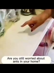 Death On Contact DPP Termite Spray Termite Expert Termite Extermination Spray 500ml Anay killer Spray Termite Spray