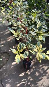 #ต้นกันเกราด่าง #ไม้มงคล #พืชดอกมีกลิ่นหอม กันเกราด่าง กันเกรา เป็นไม้ยืนต้นขนาดกลางถึงขนาดใหญ่ ดอกออกดอกเป็นช่อตามซอกใบ เมื่อเริ่มบานจะเป็นสีขาว เมื่อบานเต็มที่จะเป็นสีเหลืองอมแสด ดอกมีกลิ่นหอมสดชื่น ขึ้นได้ในดินแทบทุกชนิด ชอบแสงแดด ชอบขึ้นตามที่ชื้นแฉ