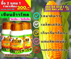 เซียนข้าวโพด 2แถม1 ช่วยเพิ่มรสชาติให้หวาน อายุเก็บเกี่ยวสั้นลง ทนต่อโรคและแมลง ทรงฟักยาว เพิ่มผลผลิต รากและต้นแข็งแรง