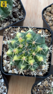 Gymnocalycium Mihanovichii. ID: Cat Eye / Gymnocalycium Variegated / Cactus Succulents