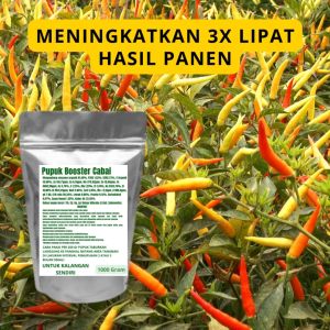 Pupuk Booster Cabai Pelebat Organik Cepat Berbuah Lebat Besar Anti Rontok Pembesar Cabai