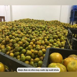 Tinh dầu quýt Befine 10ml
