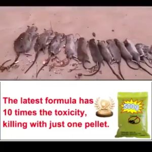 🐀1 คืน หนูตายหมด🐀ยาเบื่อหนู 500g ยาเบื่อ หนู แรงๆ ตายแห้ง (หนูชอบมาก) ยากำจัดหนู 1 คืน ไวสุด สูตรตายแห้งไม่ส่งกลิ่นเหม็น สะตอมของแท้สูตรใหม่ ผลิตใหม่ ไม่ต้องผสมอาหาร (สูตรผสมธัญพืชที่หนูชอบอัดแน่น) ยาไล่หนู ยาฆ่าหนู เหยื่อกำจัดหนู ยาไล่หนูบ้าน