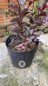 Cây Tường Vi Huyết Long - Chiều cao tổng tầm 30-40 cm - Chịu nắng hoa đẹp!