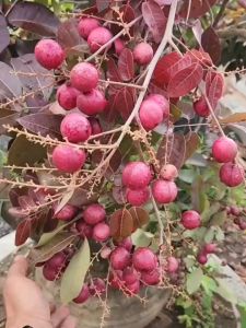 Bibit Kelengkeng Merah Super Unggul Cepat Berbuah Green Plants