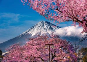 Bandai | DIY Paint by Numbers Fuji Mountain Sakura Lake Japanese for Adults Beginner Canvas Scenery Wall Art Home Decor Gift