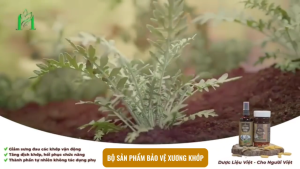 Viên uống bổ khớp Viên Khớp hỗ trợ cải thiện chức năng và ngăn ngừa thoái hóa khớp (Lọ 60 viên) - Eva Maria Shop