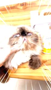 รุ่นพิเศษ 400ml.🐶แชมพูหมาแมว🐱 Bebelle บีเบล 250ml +60% ฟรี | กลิ่นมอนิ่งเฟรช หอม ขนนุ่ม สูตรอ่อนโยน