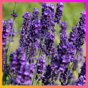 SeedsPLAZA™ - Lavender Seeds for Planting Herbal Flower Plants (5 Seed) Organic Indoor and Outdoor Plant for Pots