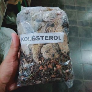 Jamu godok - jamu kolesterol - membantu menurunkan kolesterol tinggi - jamu tradisional manjur