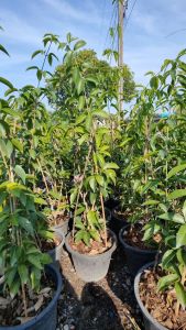 กระเทียมเถา กระถาง 11 นิ้ว ออกดอกฤดูหนาว (กทม)