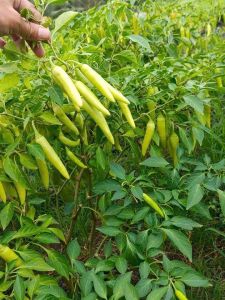 hạt giống Ớt sừng vàng Chánh Nông| chắc cứng thịt dày rất cay