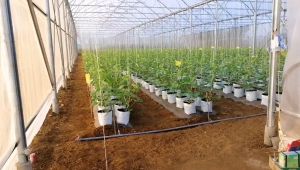 Bẫy Vàng Côn Trùng Combo 20 Mét Nhập Khẩu Israel hay còn gọi là Keo Bẫy Màu Côn Trùng