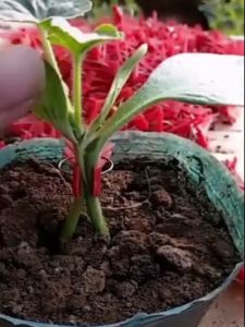 100Pcs Plastic Grafting Clips for Garden Vegetables and Fruits Round and Flat Mouth Plant Support Clips