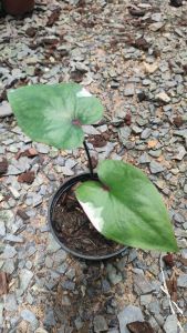 บอนสีเพชรเจ็ด7 สี ใบสมบูรณ์ลายสวย ตรงปก เลี้ยงง่ายพอโตเเล้วจะสวยมากๆ