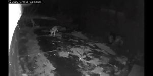 【Malay Spot】1 saat untuk menghalau kucing 1 second to drive away the cat Solar Cat repellent ultrasonic 2025 New Upgrade AI Smart Chip cat repellent outdoor ultra-long battery life ultrasonic penghalau kucing Harmless to human body Anti-wild cat驱猫神器