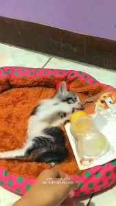 Pet Kitten Feeding Bottle Dog Cat Feeding Bottle Finger Toothbrush All Stages Adult Kitten Puppy