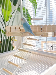 Parrot Platform & Transparent Ladder (Easy-Clean) | Space-Saving Corner Perch | Bird Toy for Small–Medium Parrots