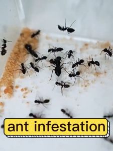 50 years of ant free ant killing agent 500ml Ant spray Insect and ant killing spray Multi functional insect repellent 99% killing rate Quick kill type Garden Home Interior Plant formula Harmless to humans 蚂蚁喷雾