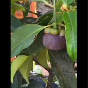 Bibit Manggis Ungu Seedling Murah