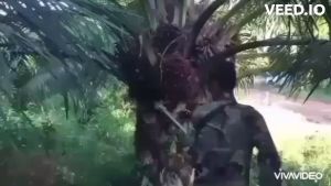 หัวเกียร์ตัดทะลายปาล์ม เครื่องตัดปาล์มน้ำมัน ความยาวรวมคน 4.80 ม. เปลี่ยนหัวได้ 3หัวทั้งเสียม เคียว และใบเลื่อย สินค้ามีอนุสิทธิบัตร