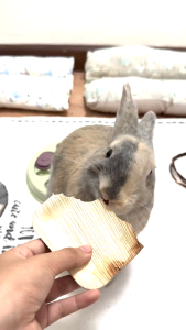 4x4" Palm Plates | No Furries Delights | Healthy Small Animal Chew Toys for Small Pet Animals & Avian Pets