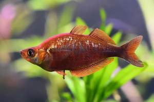 Red Rainbow Fish Freshwater Fish