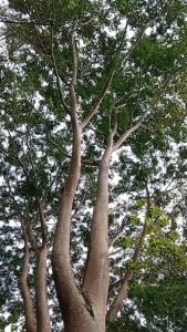 Paket 10 Bibit Pohon Kayu Sengon Solomon Tinggi Rimbun